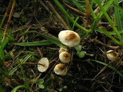 Crinipellis scabella