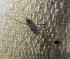 Aedes notoscriptus
