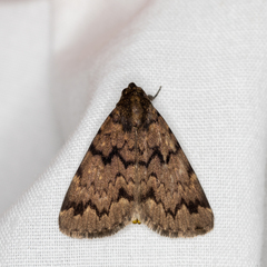 Mormoscopa phricozona