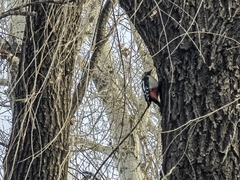 Dendrocopos major