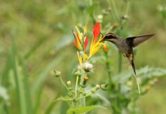 Phaethornis eurynome
