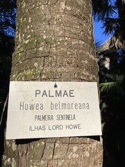 Howea belmoreana