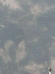 Vertebrata