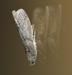 Ectomyelois ceratoniae