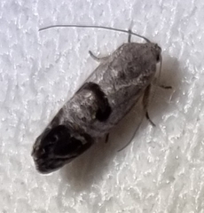 Eupselia beatella