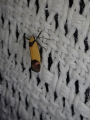 Crepidosceles timalphes