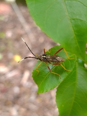 Holhymenia histrio