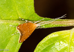 Torodora