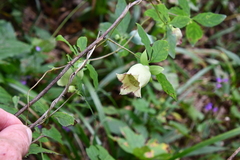 Codonopsis lanceolata
