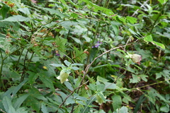 Codonopsis lanceolata