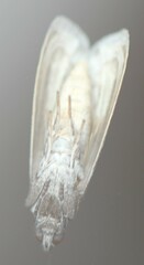Ectomyelois ceratoniae