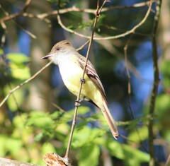 Myiarchus tuberculifer