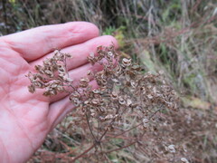 Patrinia rupestris