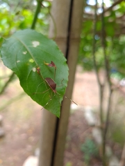 Anisoscelis marginellus