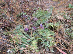 Oxytropis strobilacea