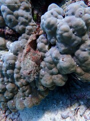 Scorpaenopsis oxycephalus