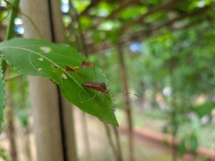 Anisoscelis marginellus