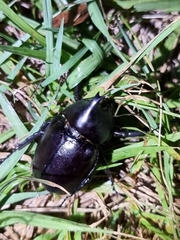 Xylotrupes australicus