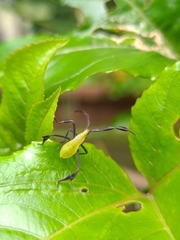 Anisoscelis foliaceus