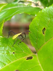 Anisoscelis foliaceus