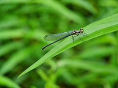 Onychargia atrocyana