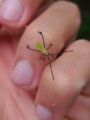 Anisoscelis foliaceus