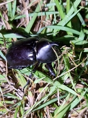 Xylotrupes australicus