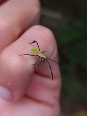 Anisoscelis foliaceus