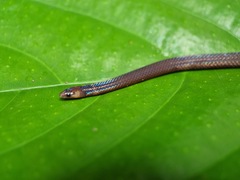 Pseudorabdion longiceps