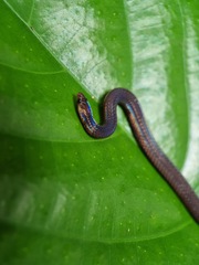 Pseudorabdion longiceps