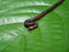 Pseudorabdion longiceps