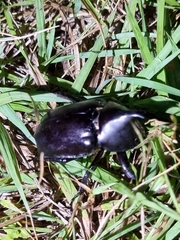 Xylotrupes australicus
