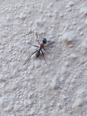 Myrmophyma