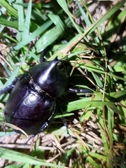 Xylotrupes australicus