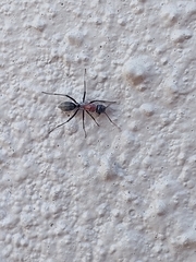 Myrmophyma
