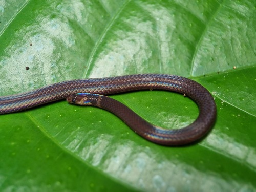 Cantor's Dwarf Reed Snake (Pseudorabdion longiceps) - Snakes and Lizards