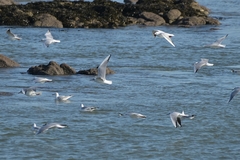 Chroicocephalus ridibundus