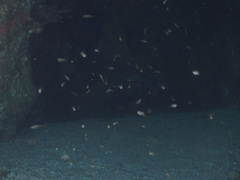 Atypichthys strigatus