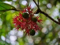 Clerodendrum deflexum