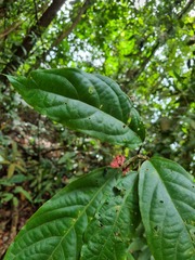 Clerodendrum deflexum