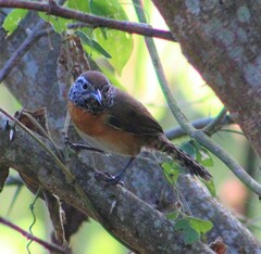 Pheugopedius rutilus