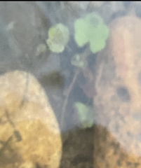 Cardamine pensylvanica