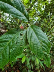 Clerodendrum deflexum