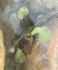 Cardamine pensylvanica