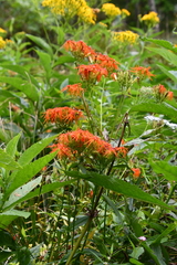 Silene wilfordii