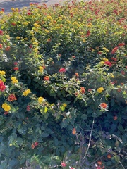 Lantana camara