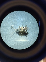 Beosus maritimus