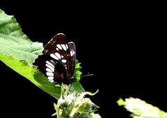 Neptis rivularis