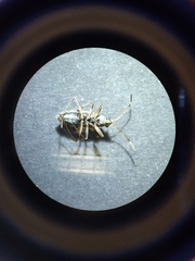Beosus maritimus