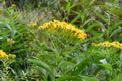 Jacobaea litvinovii